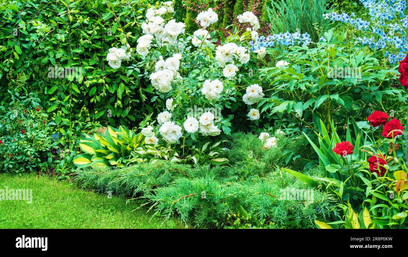 Splendida foto con bordi misti in primo piano con spazio per la copia. Idee paesaggistiche per il giardino di fiori casalinghi. Idee di confine miste per un giardino con le tue mani. Foto Stock