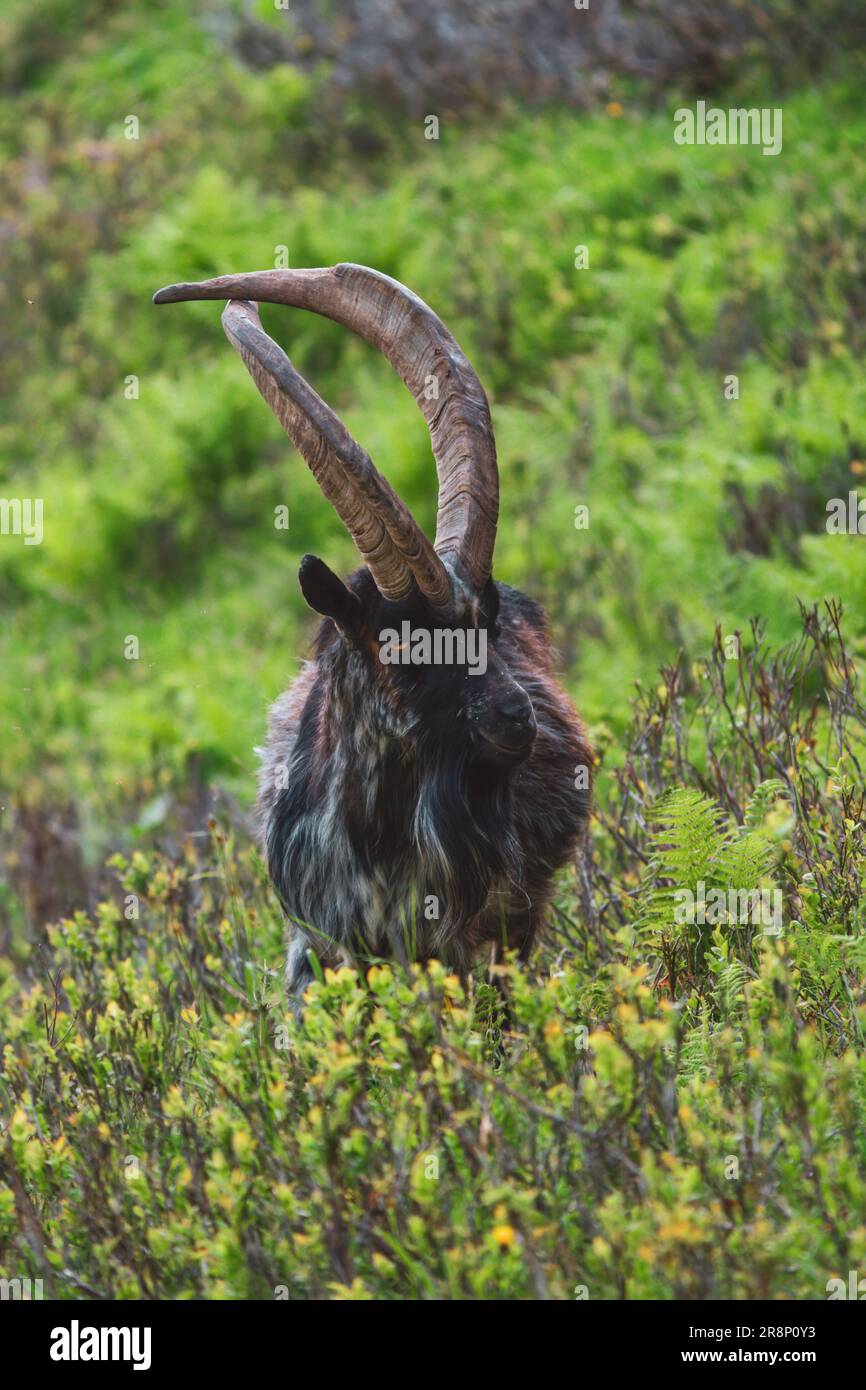 un ritratto di un vecchio buck di capra speciale con lunghe corna incrociate su un prato di montagna verde in una giornata estiva Foto Stock