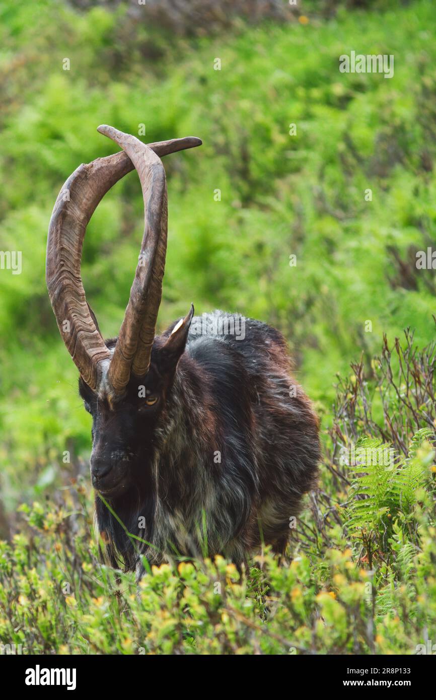 un ritratto di un vecchio buck di capra speciale con lunghe corna incrociate su un prato di montagna verde in una giornata estiva Foto Stock