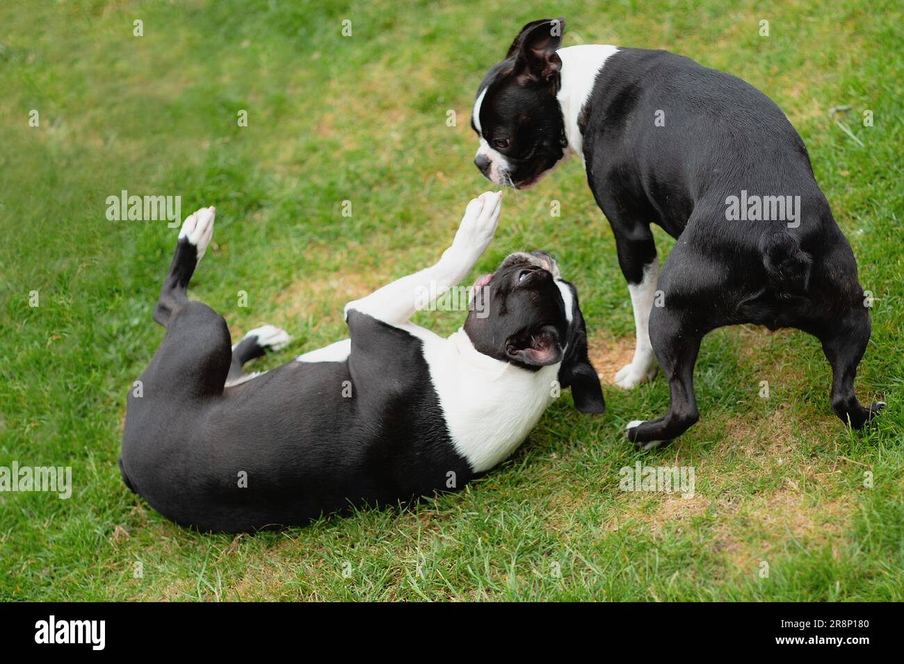 Due cani del Boston Terrier che giocano sull'erba. Un cane è sdraiato con la zampa rivolta verso la faccia degli altri cani. Un cane è un cucciolo. Foto Stock