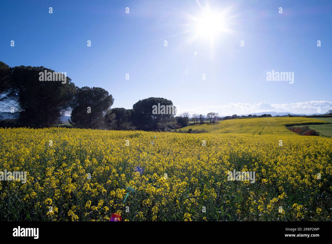 Colza gialla in fiore campo rurale su un cielo azzurro soleggiato con sole splendente Foto Stock