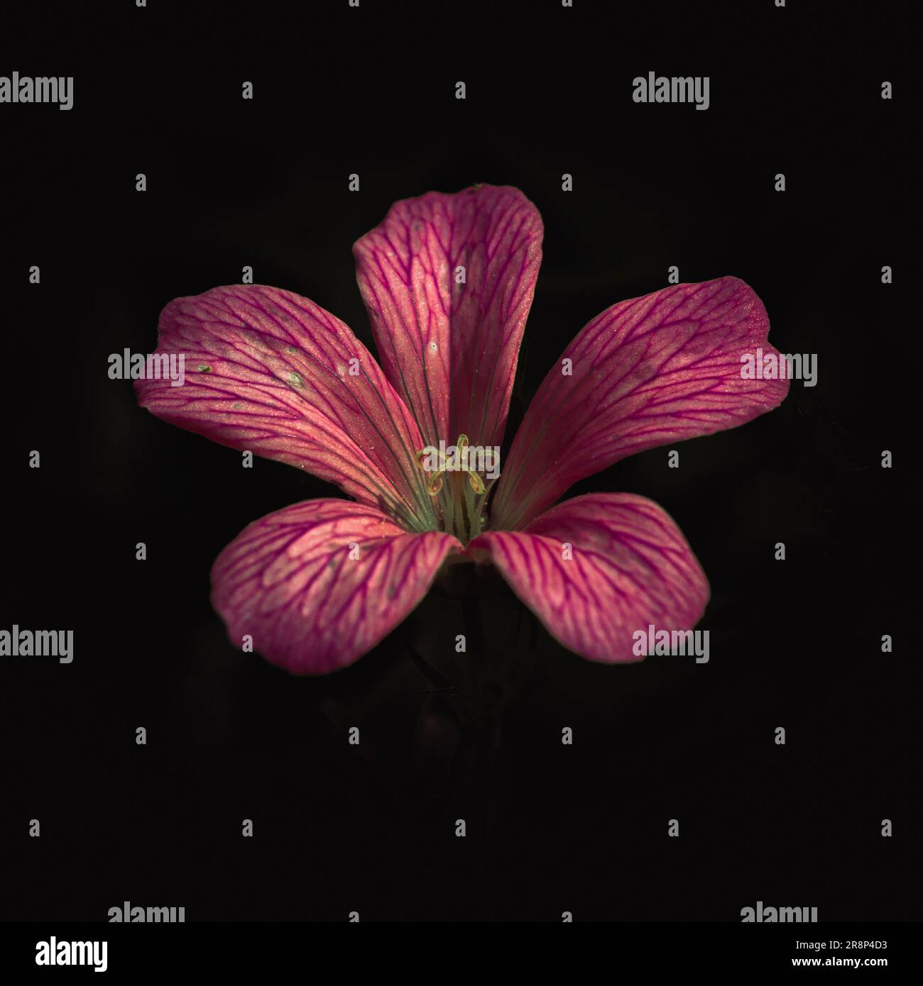Suggestiva modifica di un piccolo fiore rosa Foto Stock