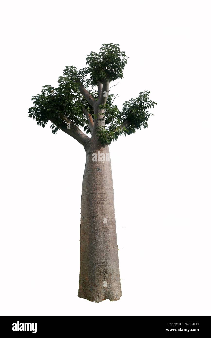 Albero di Baobab isolato su sfondo bianco. Foto Stock