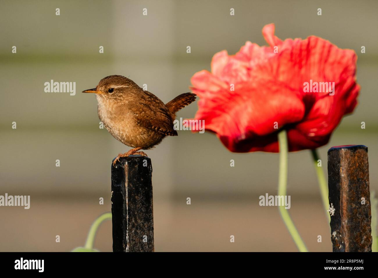 Un wren UK (Troglodytes troglodytes) su un palo ferroviario. Un grande fiore di papavero è sullo sfondo. Foto Stock