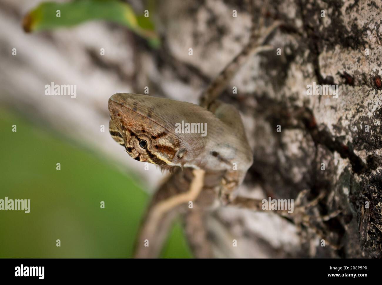 Oriental Garden Lizard Foto Stock