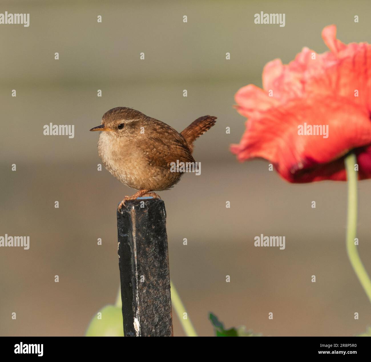 Un wren UK (Troglodytes troglodytes) su un palo ferroviario. Un grande fiore di papavero è sullo sfondo. Foto Stock