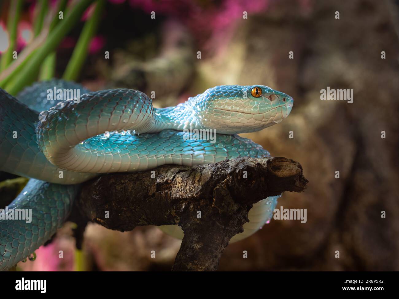 Una piccola Vipera di Isola dalle labbra bianche che poggia su un ramo di albero. E' improbabile che ti uccida se sei morso, ma lo saprai. Foto Stock