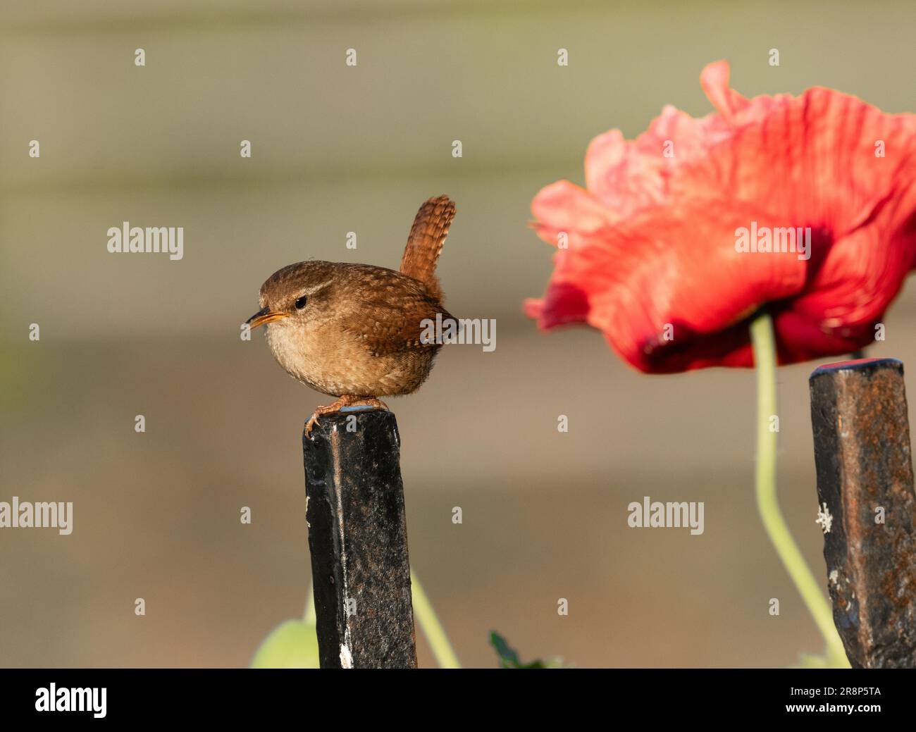 Un wren UK (Troglodytes troglodytes) su un palo ferroviario. Un grande fiore di papavero è sullo sfondo. Foto Stock