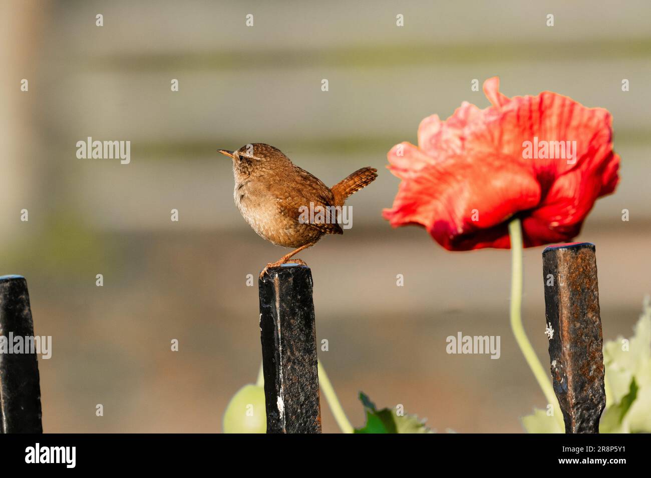 Un wren UK (Troglodytes troglodytes) su un palo ferroviario. Un grande fiore di papavero è sullo sfondo. Foto Stock