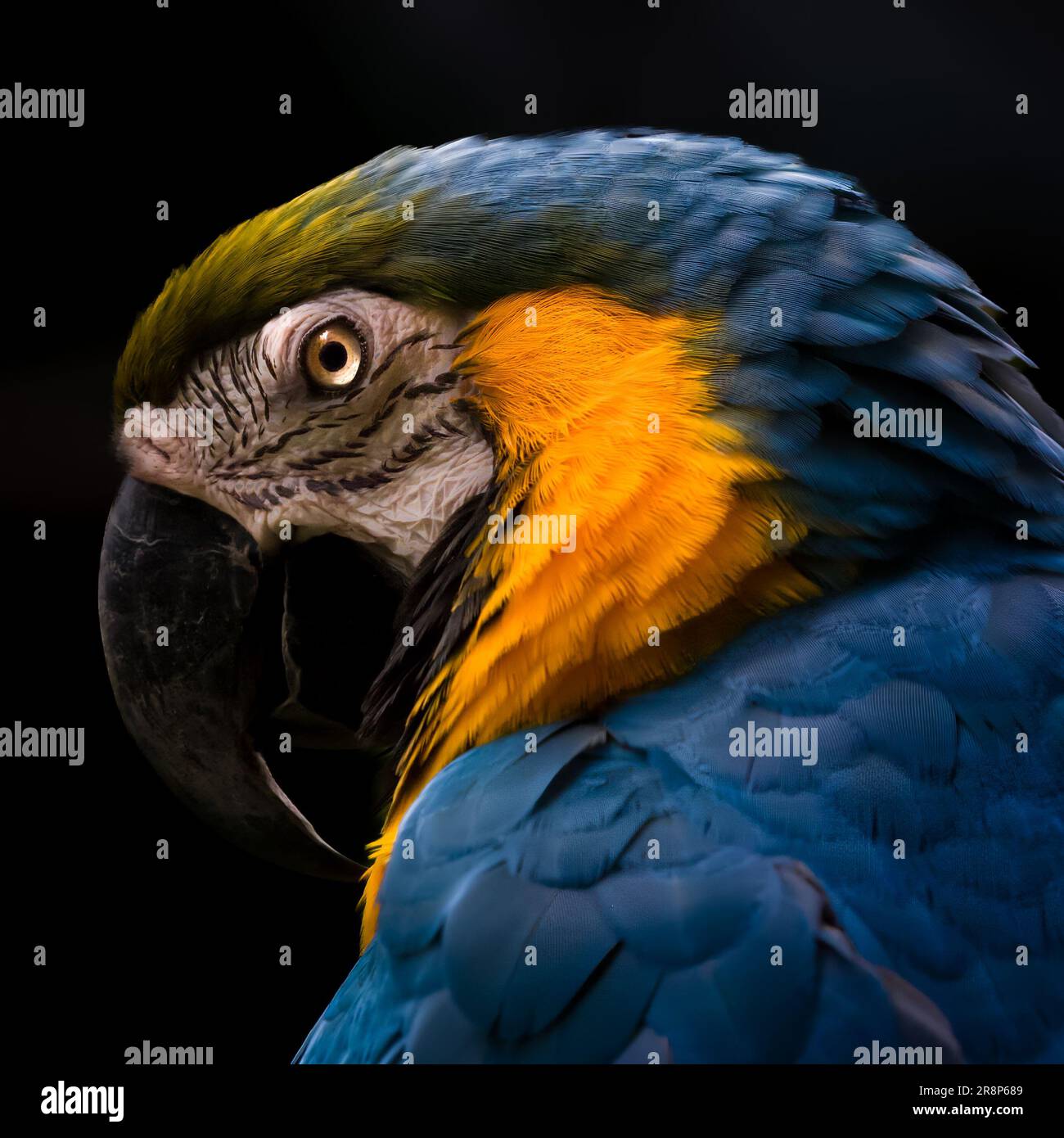 Ritratto di un Macaw blu e giallo, trovato principalmente in America centrale e meridionale Foto Stock