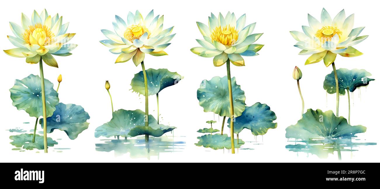 Percorso di ritaglio, pittura ad acquerello in stile botanico di fiori di loto clip art su sfondo bianco. Foto Stock