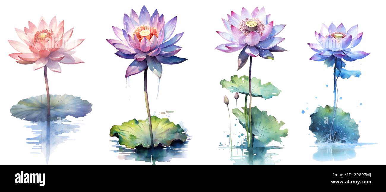 Percorso di ritaglio, pittura ad acquerello in stile botanico di fiori di loto clip art su sfondo bianco. Foto Stock