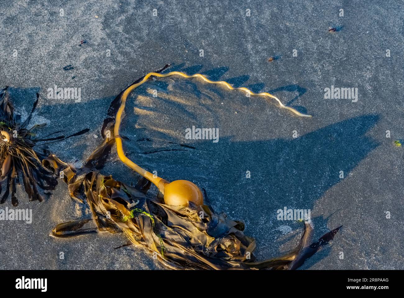Bull Kelp, Nereocytis luetkeana, bloccato su Hobuck Beach, Makah Nation, Olympic Peninsula, Washington state, USA [licenza editoriale solo] Foto Stock