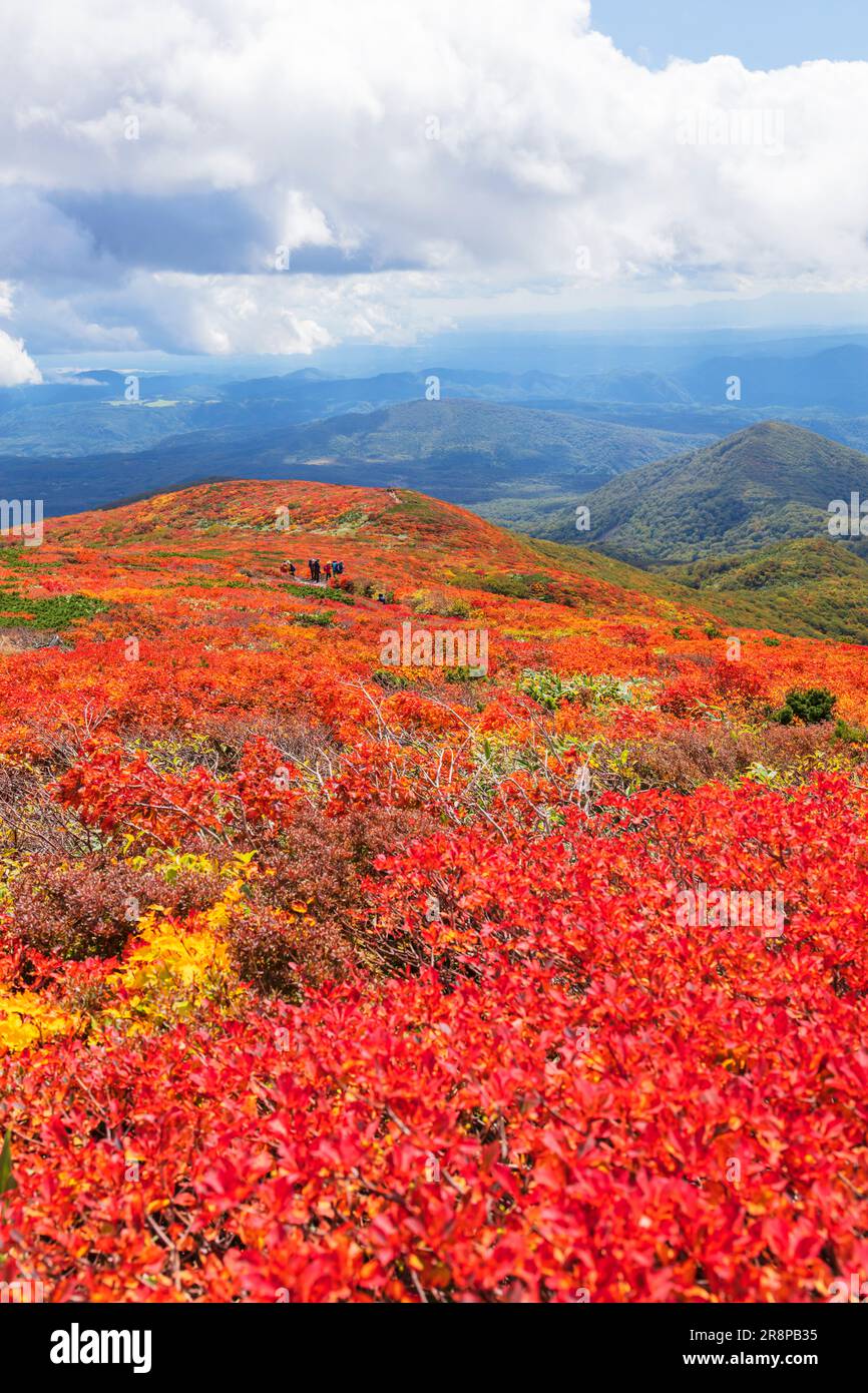 Foglie autunnali del Monte Foto Stock