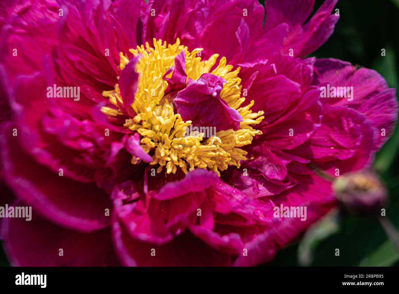 Fiore di peonia rosso con centro giallo, primo piano con messa a fuoco selettiva e sfondo scuro sfocato. Petali setosi. Peonie selezionate. Foto Stock