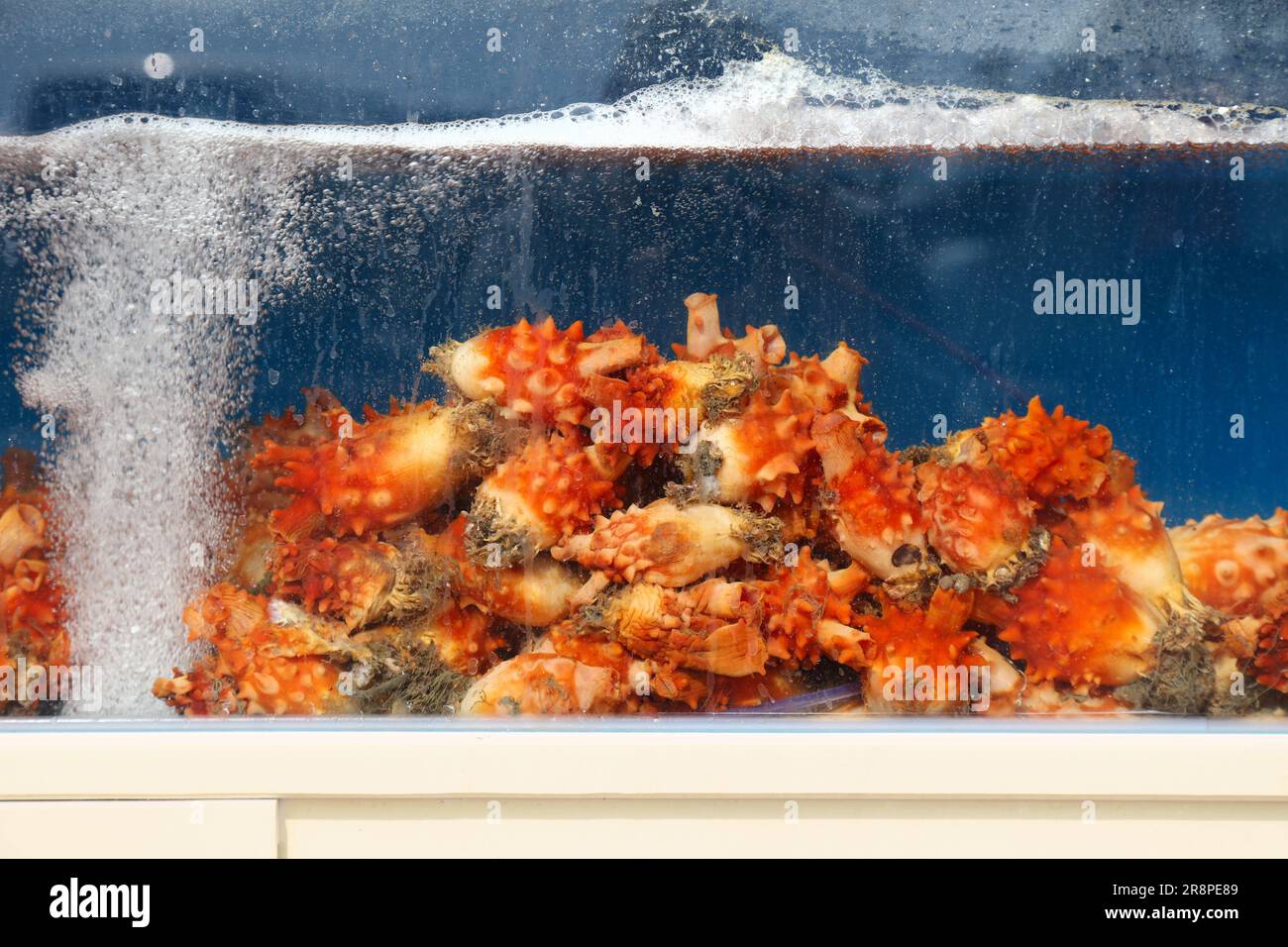 Acquario con ristorante di pesce a Geoje, Corea del Sud. Ananas marino (Halocynthia roretzi) - specie di spruzzi di mare popolare nella cucina coreana. È localmente c Foto Stock