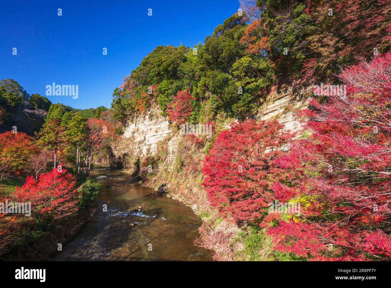 Foglie autunnali nella Yoro Valley Foto Stock