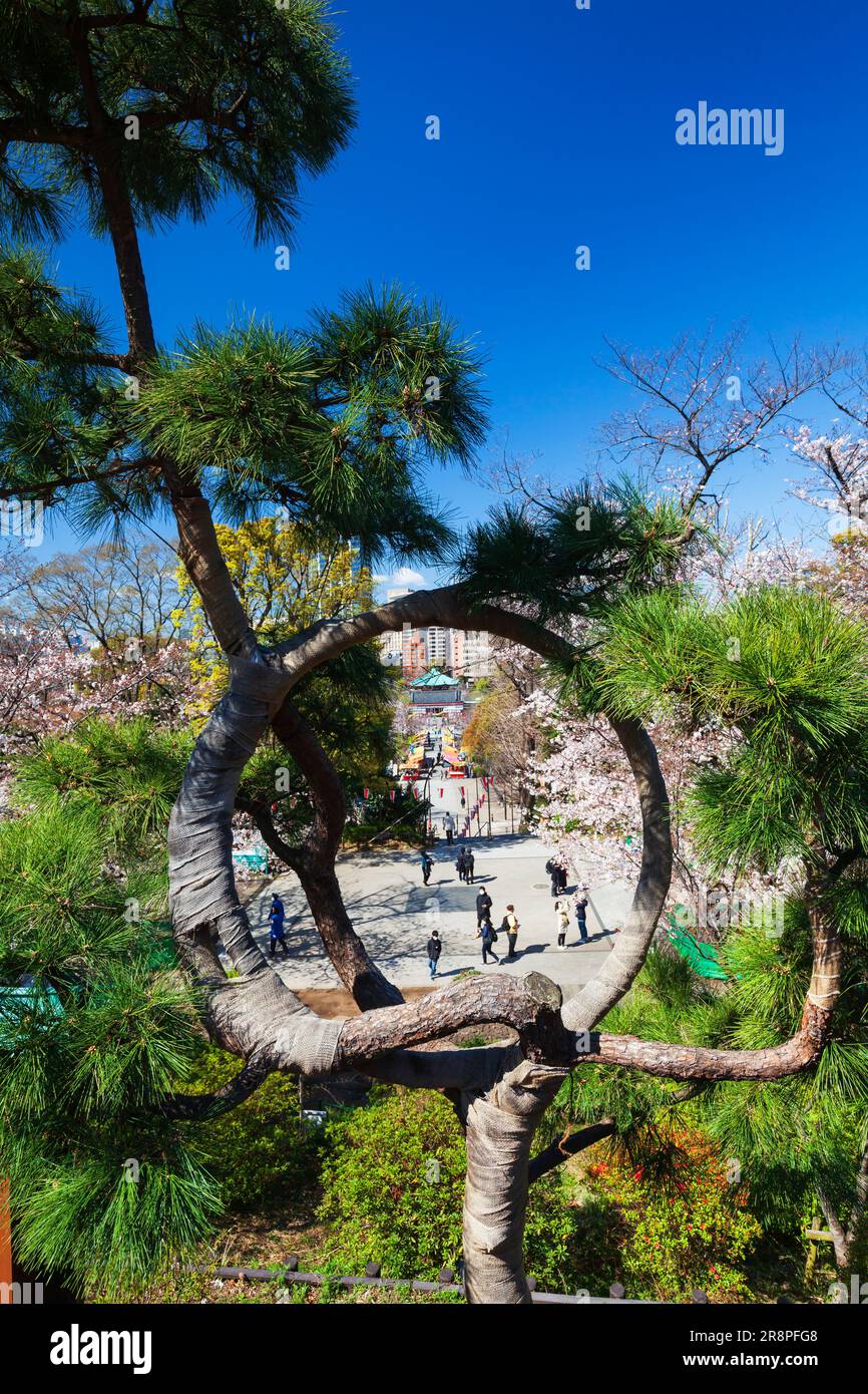 Moon Pine Tree a Kiyomizu Kannondou Foto Stock