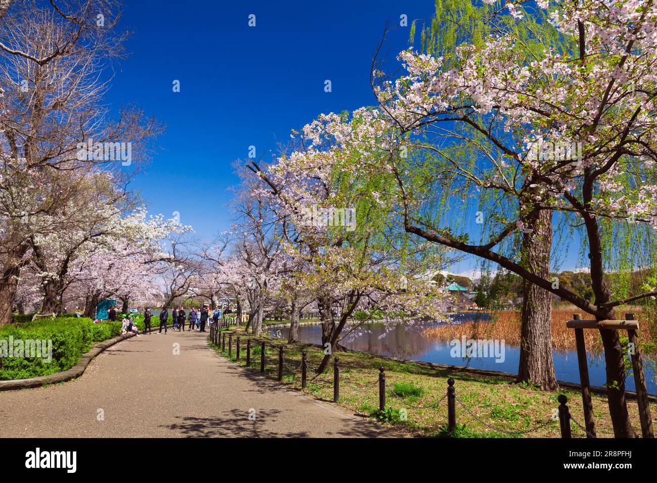 Shinobazuno Pond e Cherry Blossoms Foto Stock