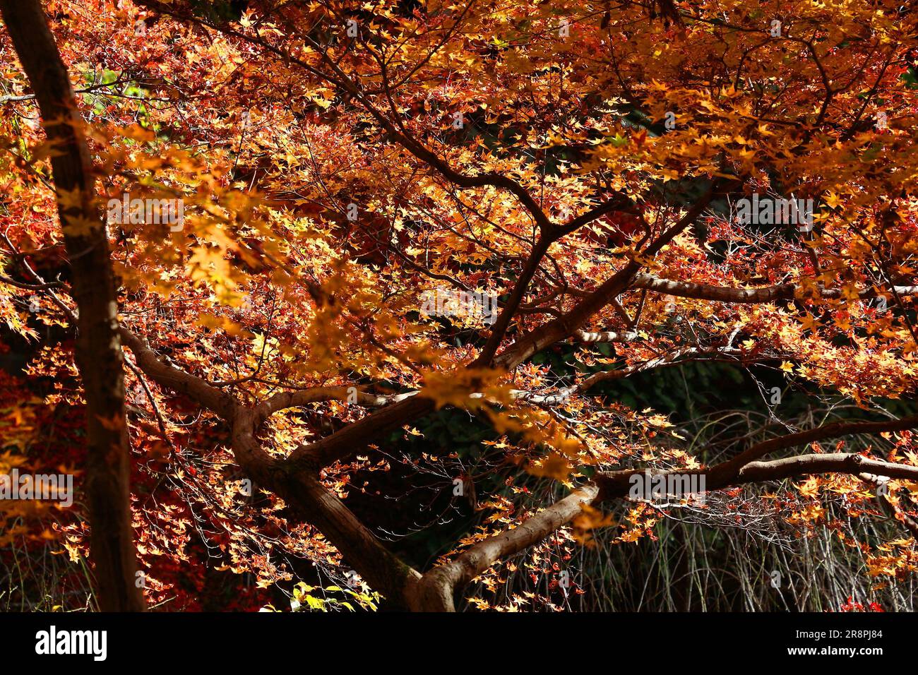 Colori autunnali in Giappone. Foglie di momiji gialle e arancioni (albero di acero) a Kyoto. Colorato autunno giapponese. Foto Stock