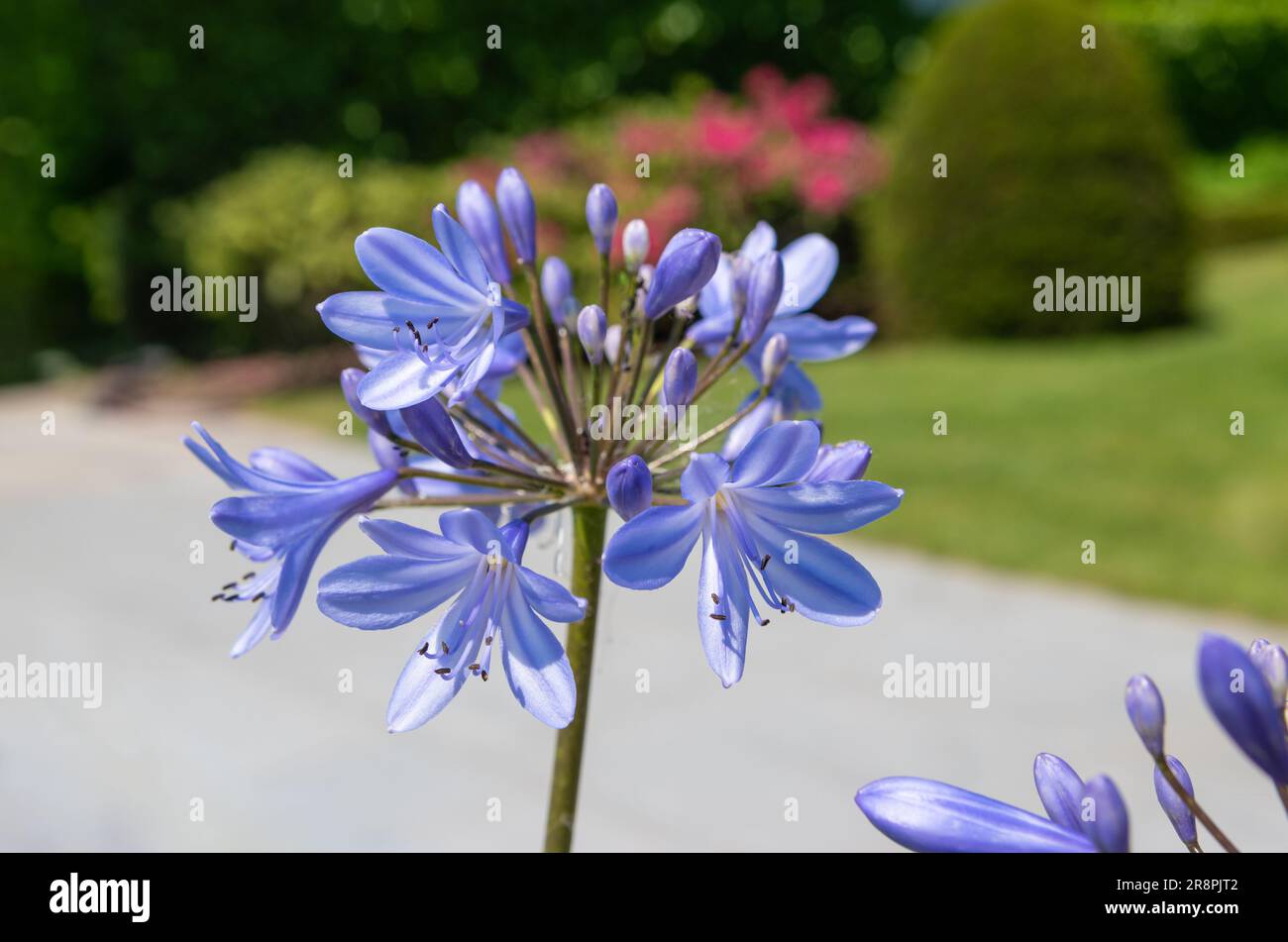Fiore di Agapanto africano blu nel giardino. Foto Stock