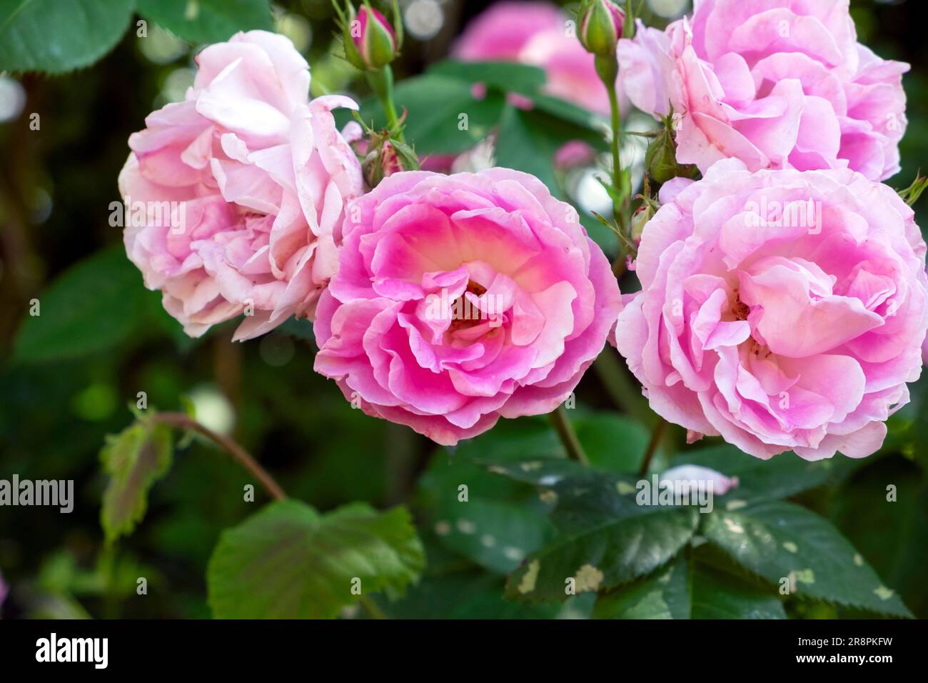 Rosa rosa rosa arbusto rosa cresce in fiore nel giardino di giugno Carmarthenshire Galles Regno Unito 2023 KATHY DEWITT Foto Stock