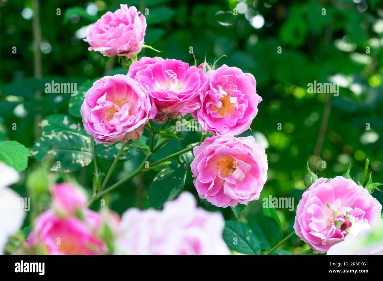 Rosa giallo rosa rosa arbusto rosa rosa rosa rosa che cresce in fiore nel giardino di giugno Carmarthenshire Galles Regno Unito 2023 KATHY DEWITT Foto Stock