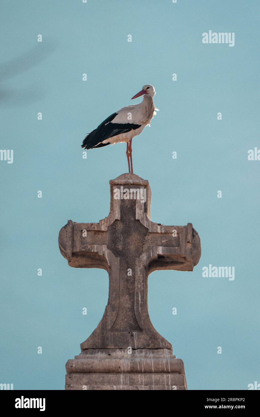 In una giornata limpida, una cicogna colpisce una posa maestosa in cima a una croce di pietra, creando un bellissimo contrasto tra la natura e le strutture create dall'uomo. Foto Stock