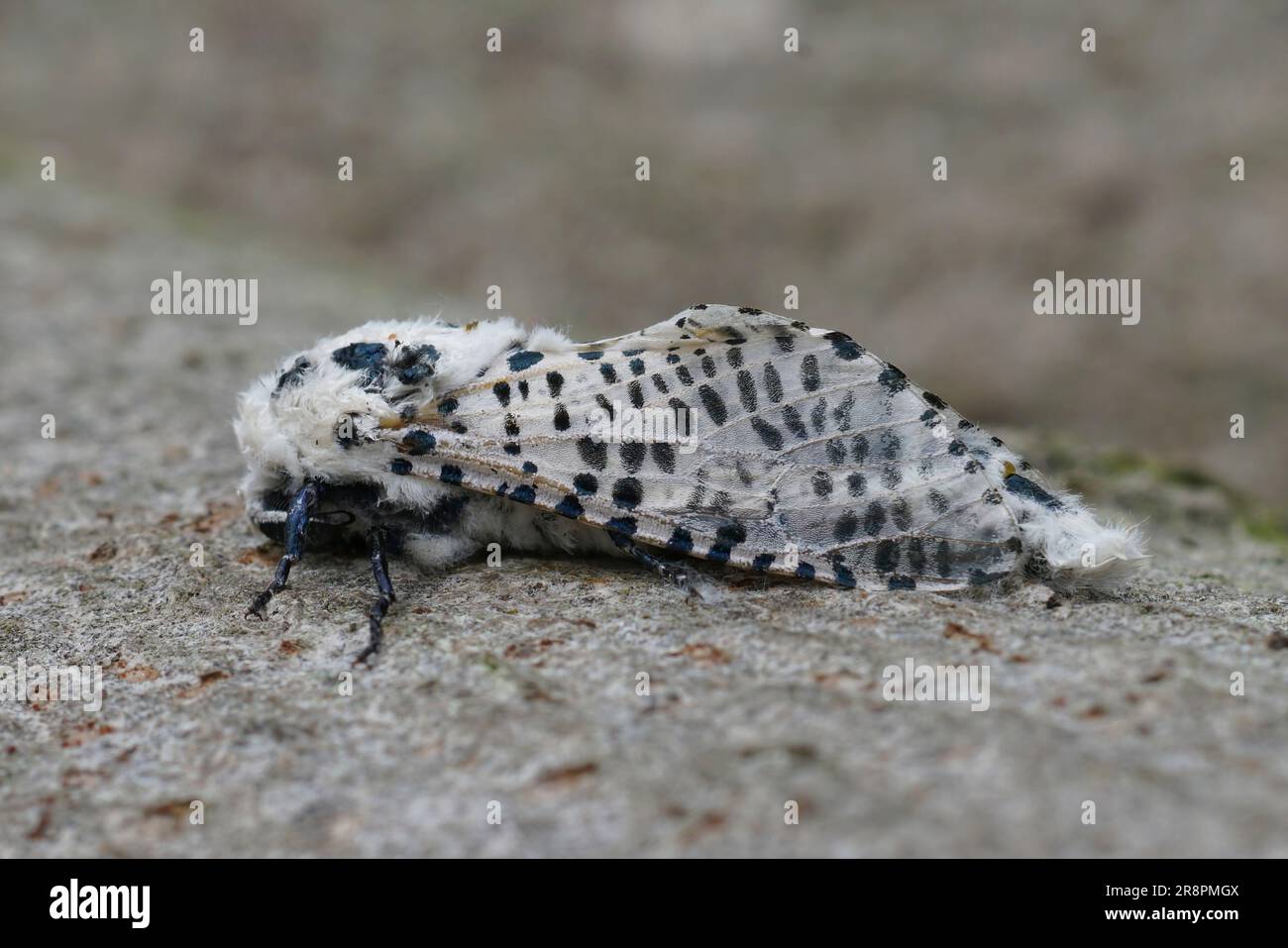 Primo piano dettagliato sulla falena leopardo di colore bianco e nero , Zeuzera pyrina, una specie di parassiti per alberi da frutto Foto Stock