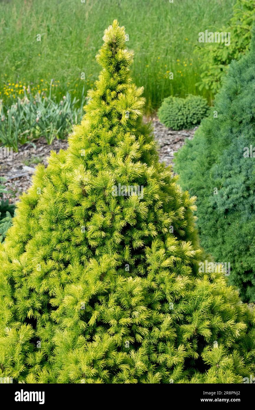 Alberta Spruce Picea glauca Conical Tree Spruce White Spruce Picea glauca 'Biesenthaler Frühling' Golden Foliage Picea dense Form Pinaceae Specimen Foto Stock