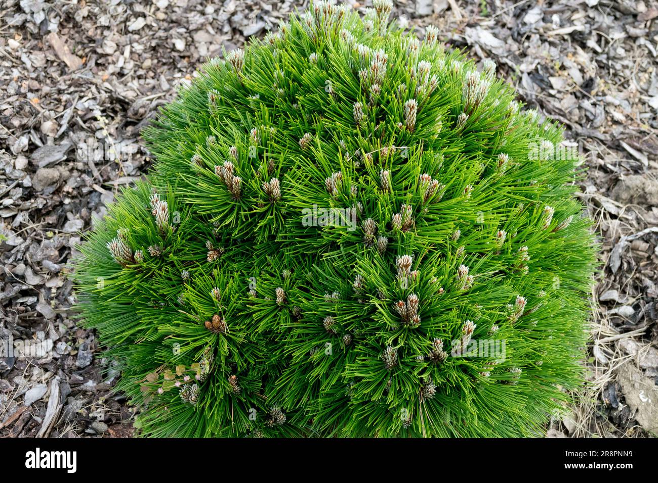 Sfera Cultivar Bosnian Pine Pinus heldreichii 'Grune Kissen' Pinus Globe Pino Conifer pianta nano forma piccolo albero giardino sfera Foliage Spring Foto Stock