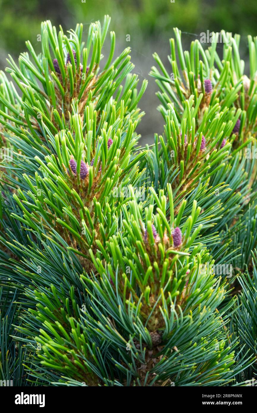 Arolla Pine Needles Pinus cembra "Sabathy Whutte" Swiss Stone Pine Foliage Pinus Branch Closeup Foto Stock