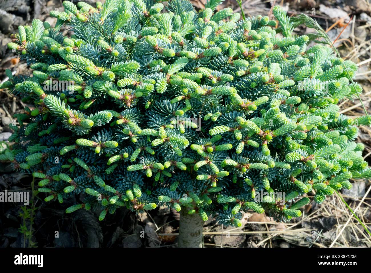 Growing Small Noble Abies procera 'Rocquale Bens Peter' Abies procera Garden Cultivar Dense Needles Dwarf Form Foto Stock