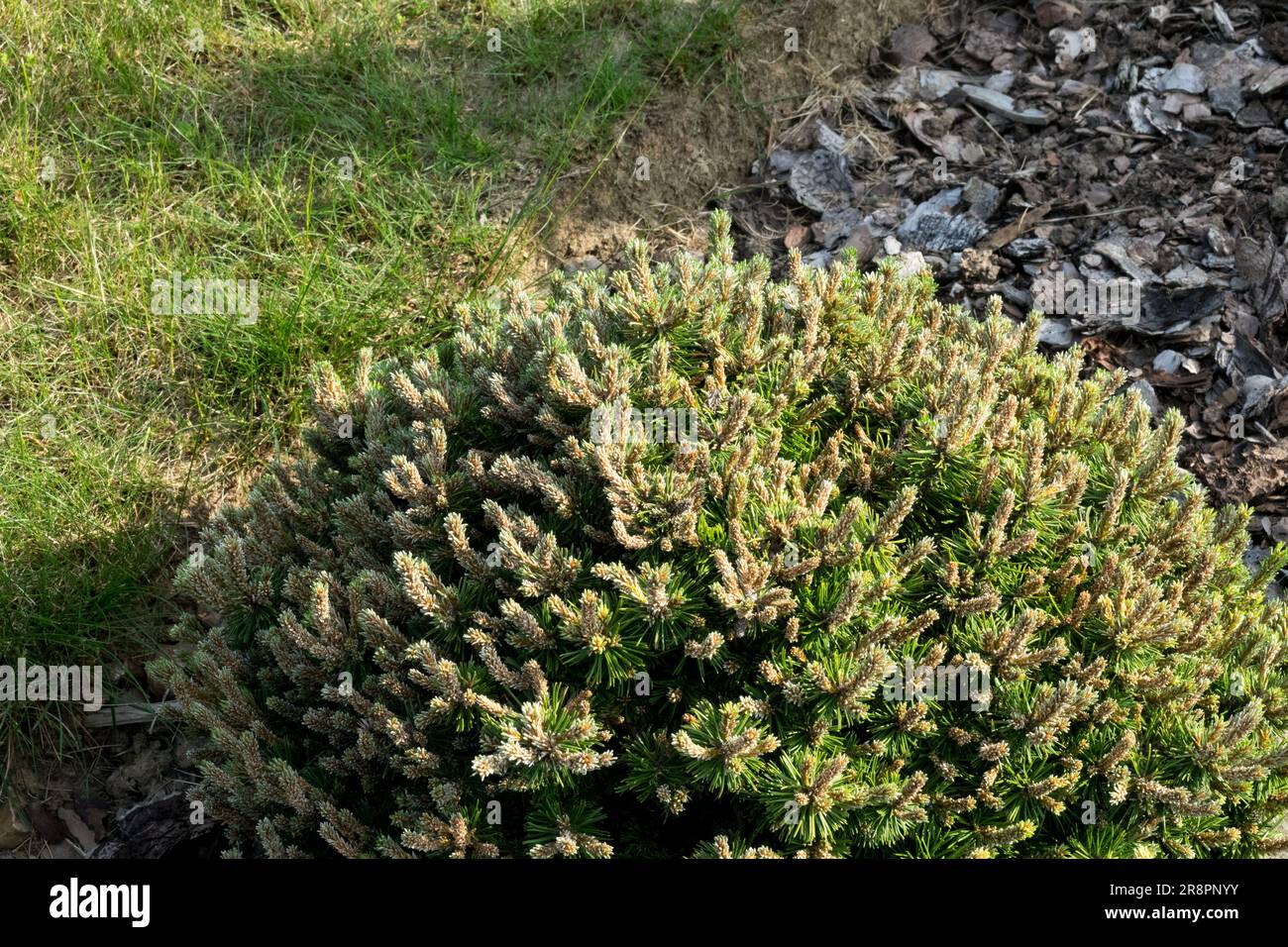 Pino di mugo pino basso Pinus mugo "Humpy" Cultivar Garden Pinus mugo albero nano forma denso minuscolo diminutivo Foto Stock