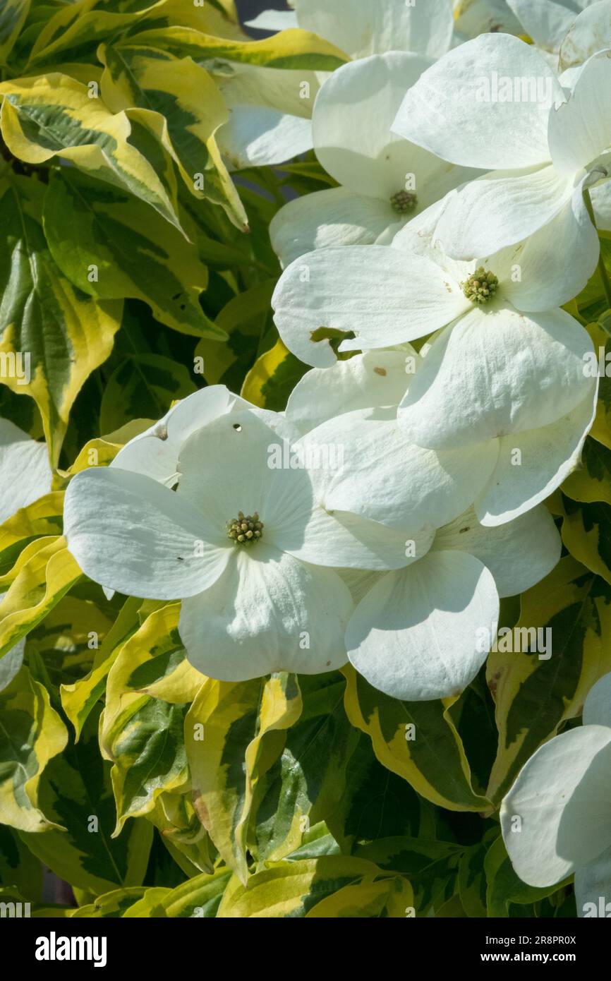 White, Blooming, Dogwood, Cornus rutgersensis "Celestial Shadow" foglie verdi bellissime Canarie margini gialli Fiori Creamy-White Bracts Foto Stock