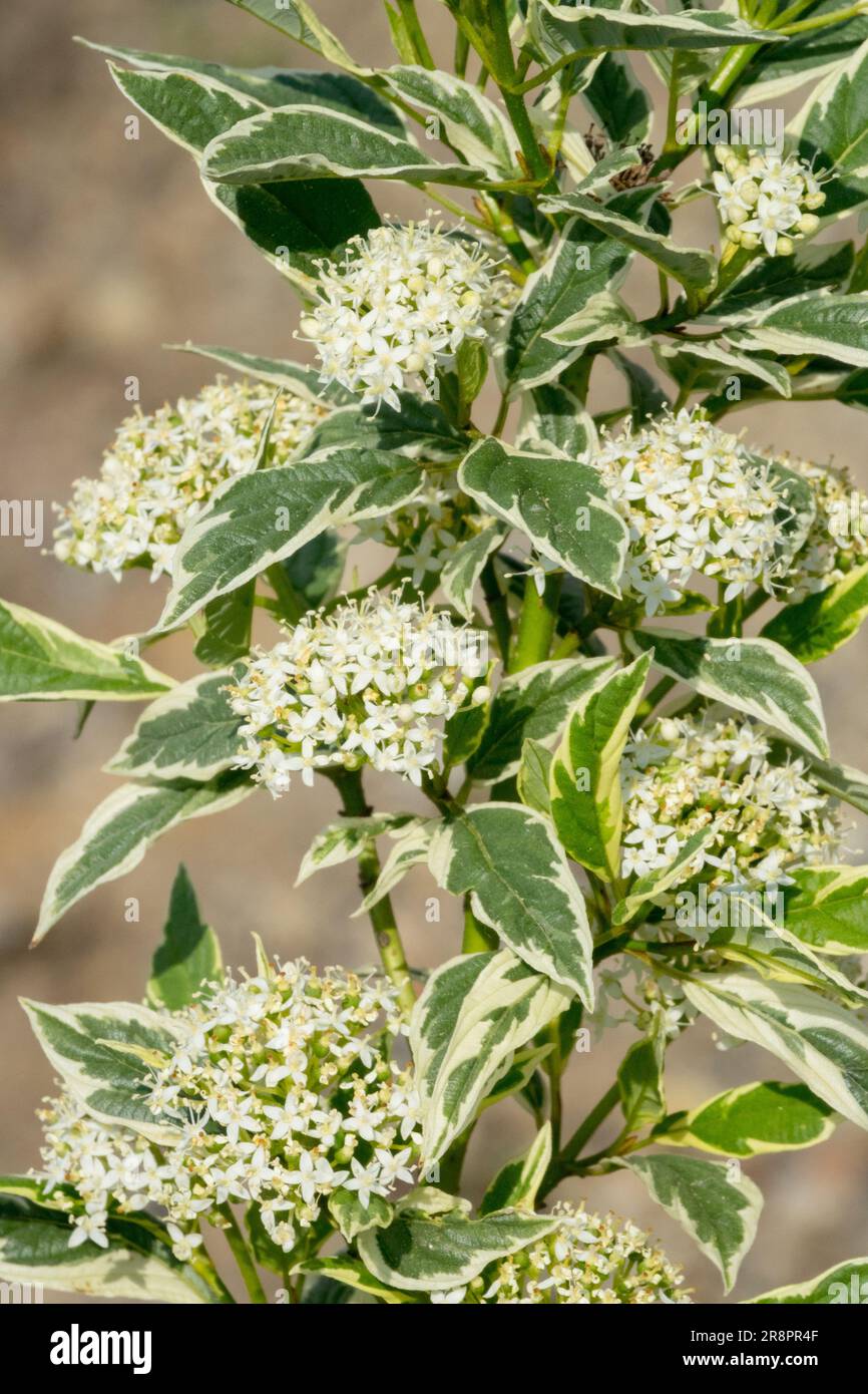 Corno rosso corno "oro bianco" rami di legno di paglia foglie di foglie di foglie variegate arbusto fiorito primavera fiori bianchi varietà Cultivar Cornus sericea Foto Stock