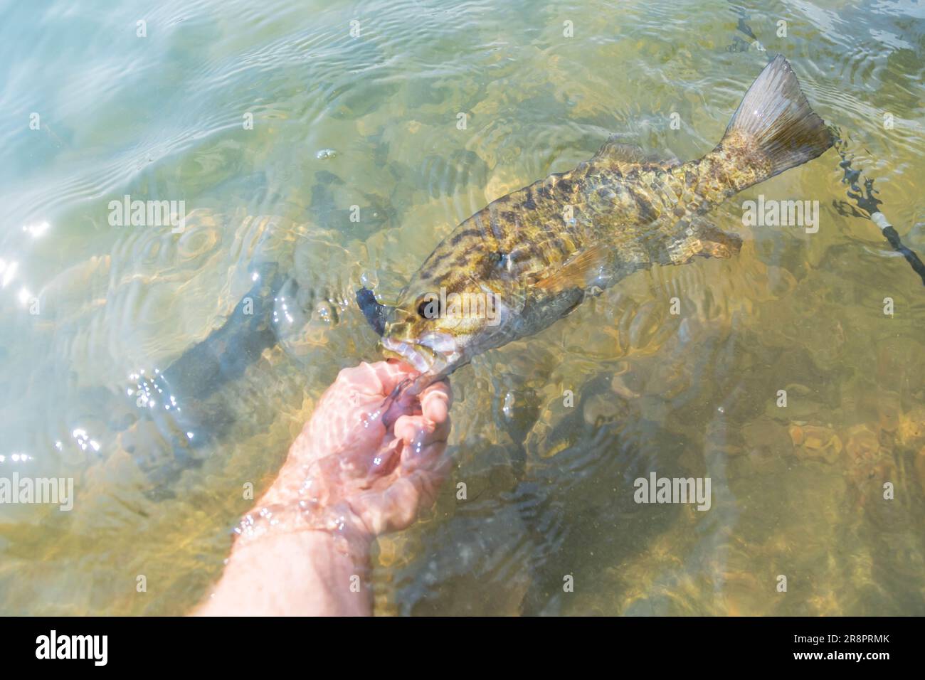 Pesca al branzino di Smallmouth pescato in estate, attività estive, giornata di divertimento al lago Foto Stock
