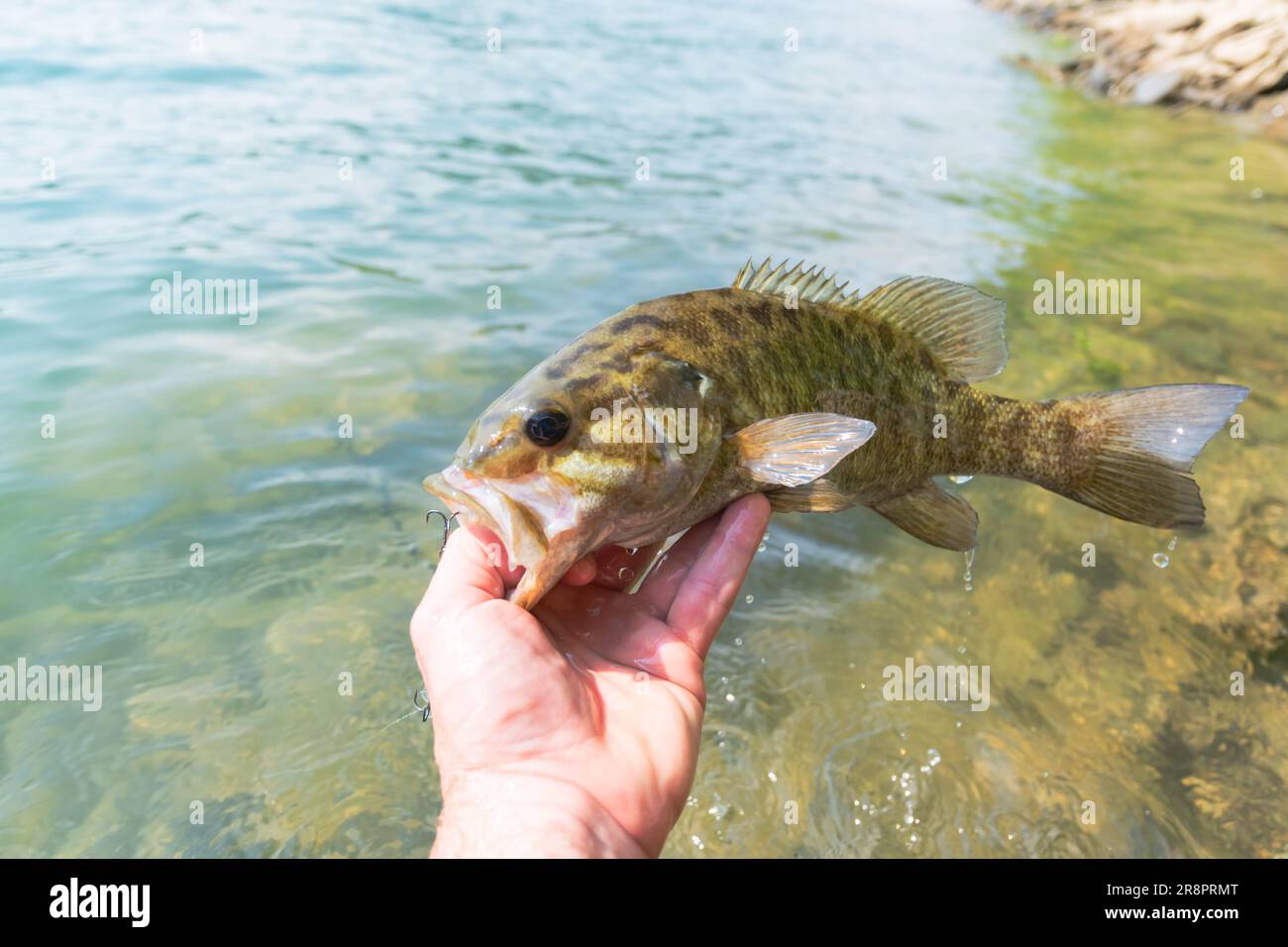 Pesca al branzino di Smallmouth pescato in estate, attività estive, giornata di divertimento al lago Foto Stock