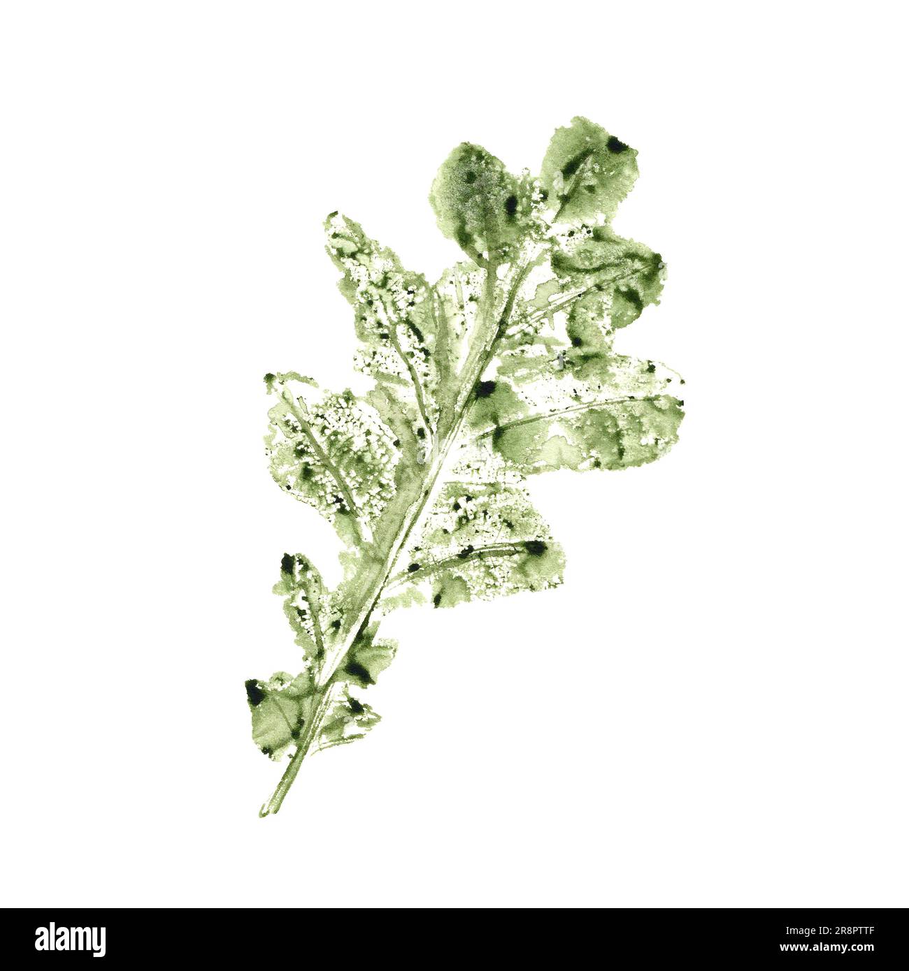 Impronta Aquarelle di foglia di quercia verde isolata su sfondo bianco. Arte autunnale naturale. Illustrazione ad acquerello della silhouette autunnale per il tuo design, testo Foto Stock