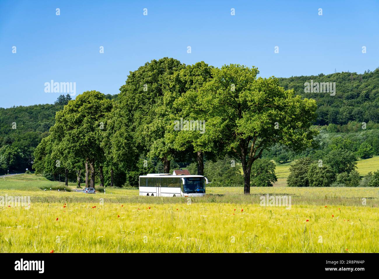 Strada di campagna tra Hirschberg e Warstein, autobus locali, trasporti pubblici, traffico di autobus, Sauerland, NRW, Germania Foto Stock