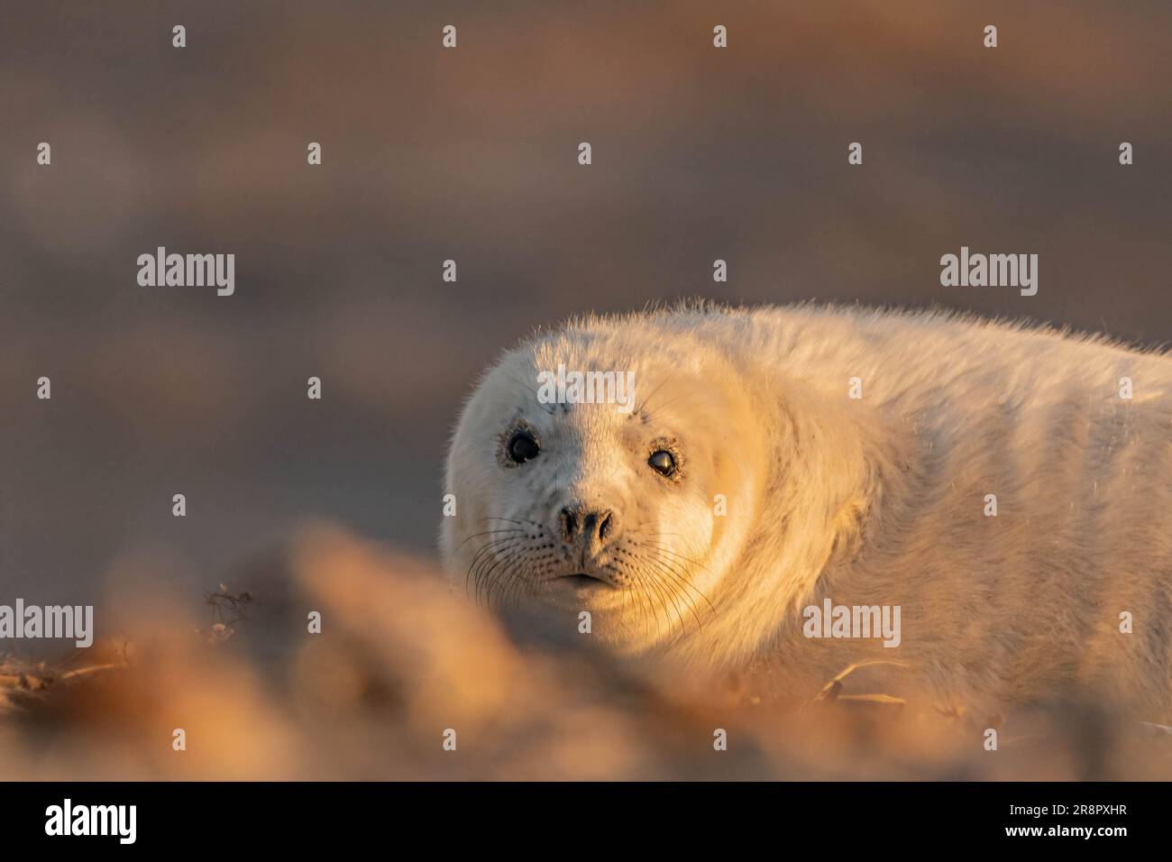 Pup di guarnizione grigio Foto Stock