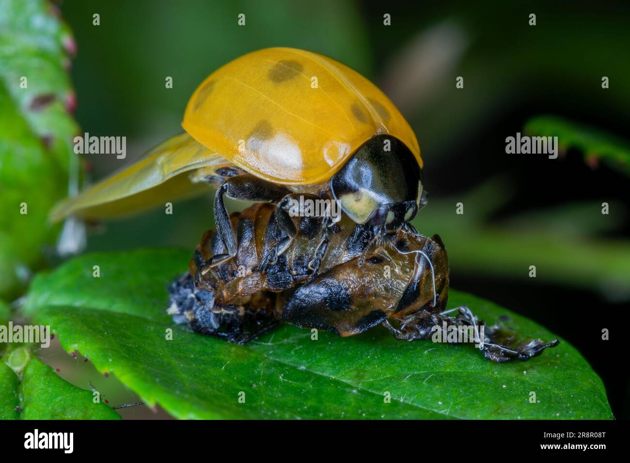 Una coccinella septempunctata (7 Spot Ladybird) appena emersa seduto sulla sommità della sua exuvia, prima che la sua conchiglia si indurisca Foto Stock