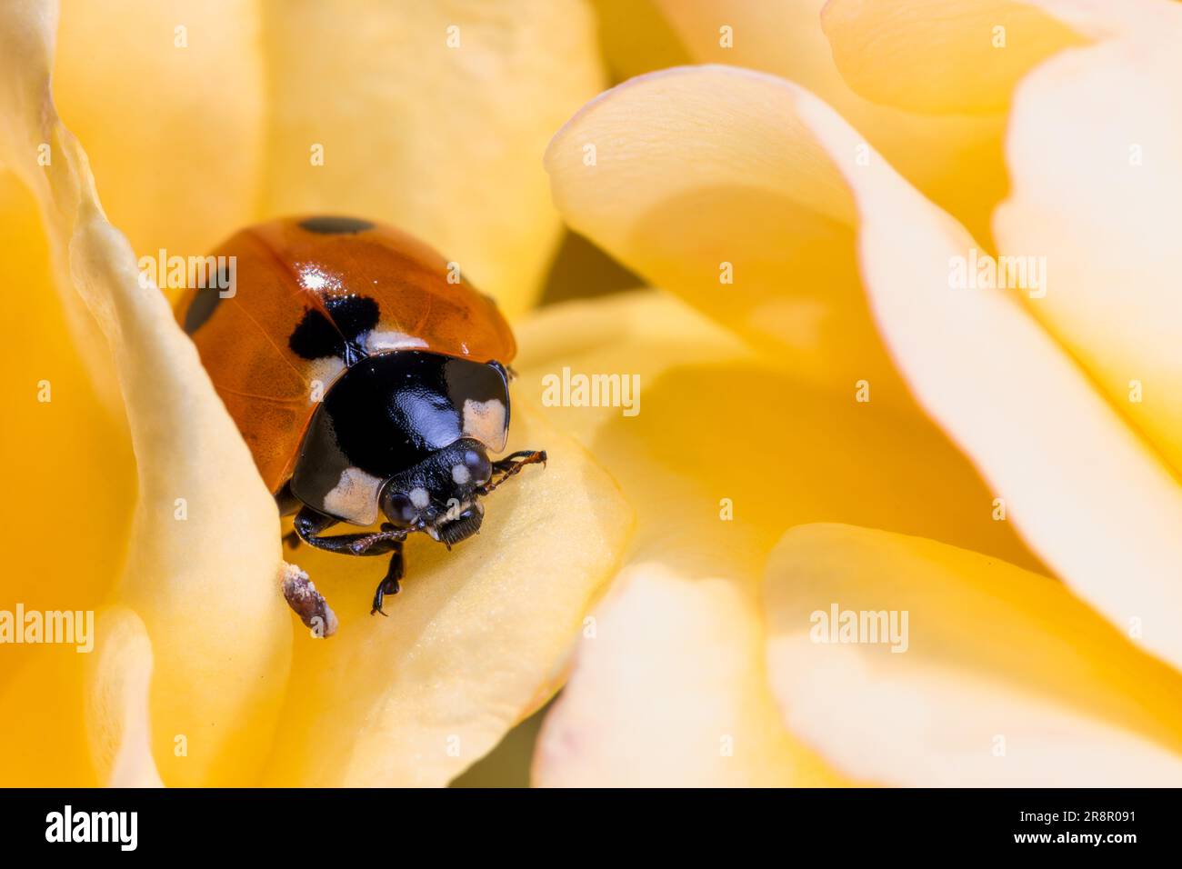 7 Spot Ladybird (Coccinella septempunctata) seduto sui petali di un fiore di rosa giallo Foto Stock