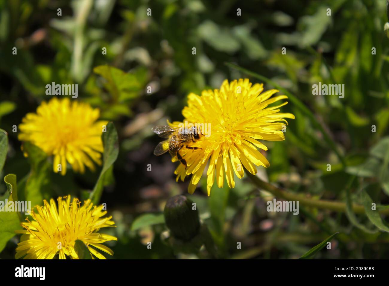 Api da miele su fiore di tarassolo giallo nel giardino primaverile. Le api laboriose impollinano i fiori di tarassio con il polline. Prato verde estivo Foto Stock