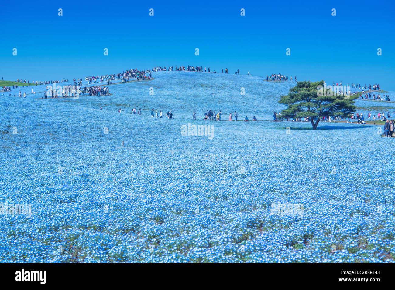 Nemophila nel Parco Hitachi-Kaihin Foto Stock