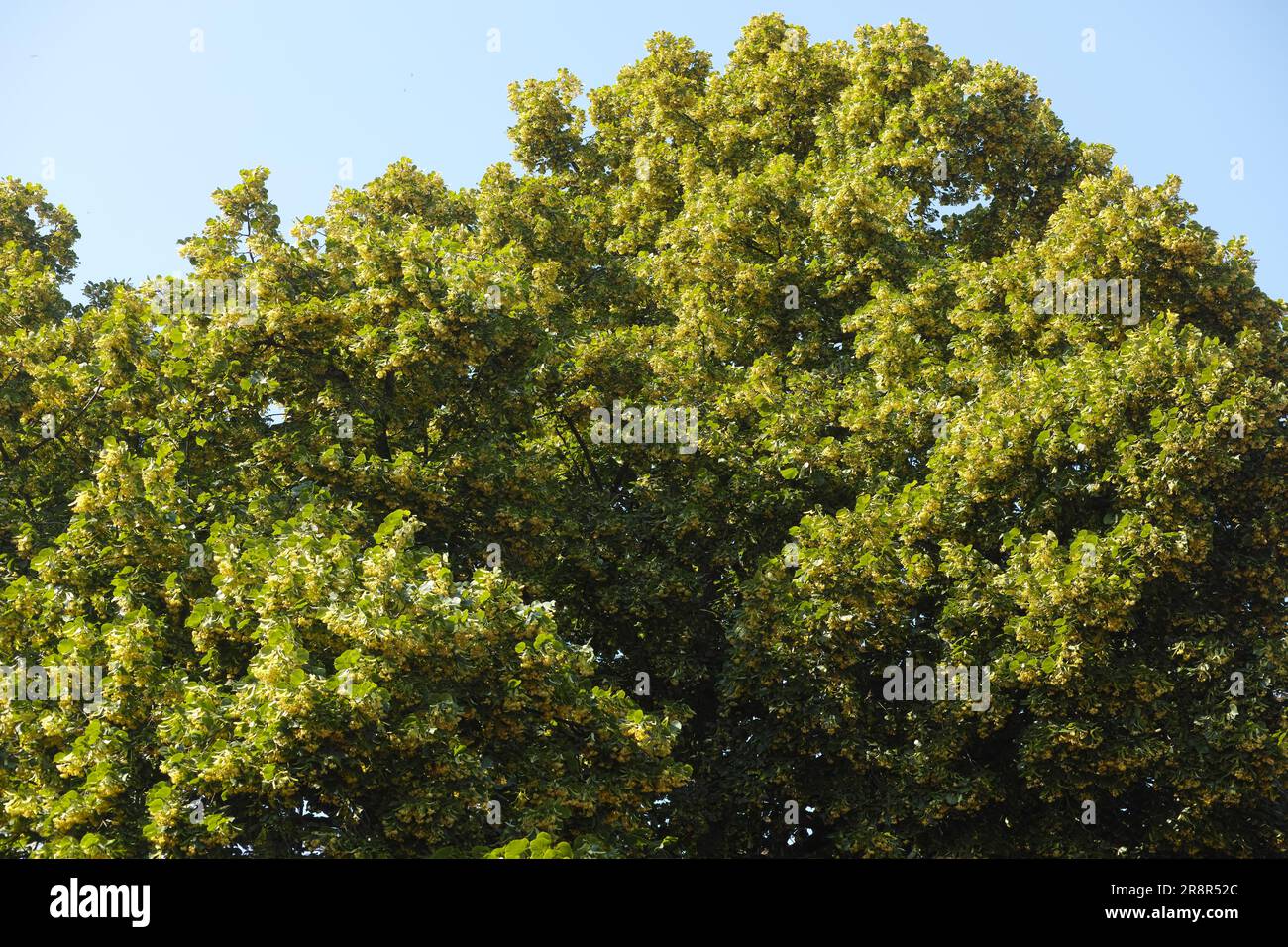 tiglio in fiore (Tilia) sul cielo blu Foto Stock