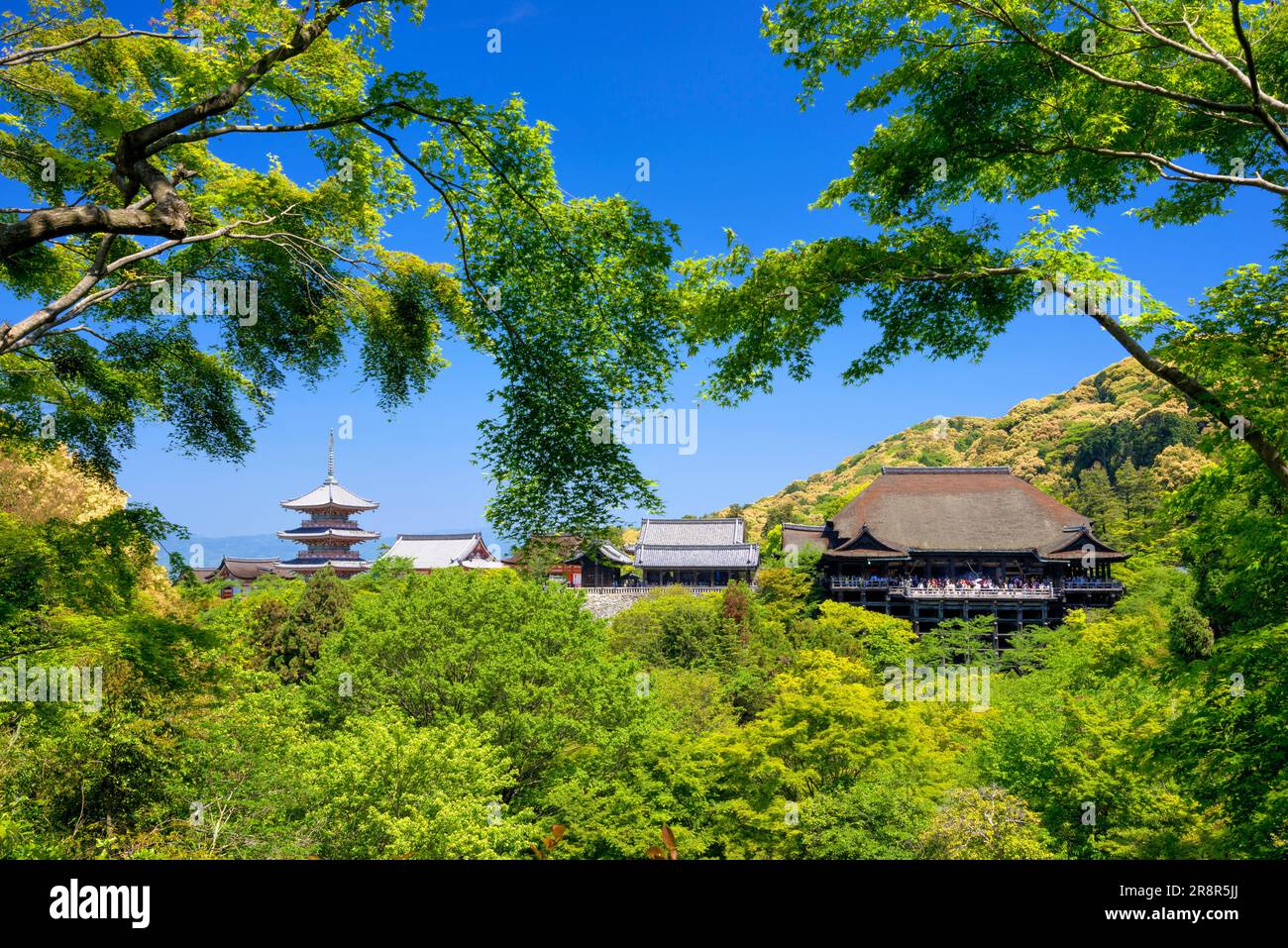 Palco in legno e pagoda a tre piani del tempio Kiyomizudera ricoperta di verde verdeggiante Foto Stock