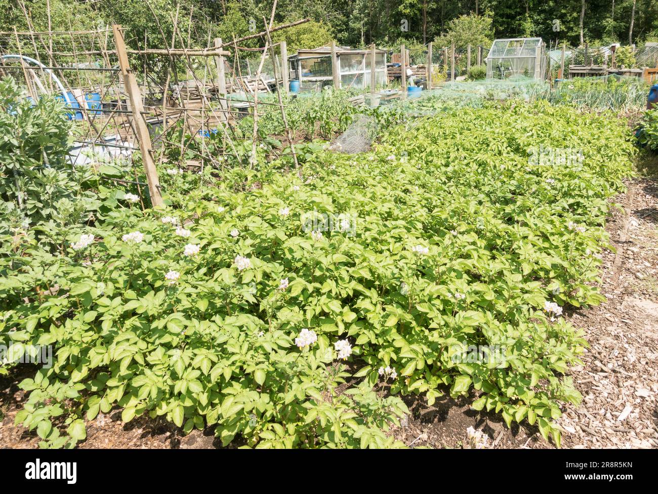 Patate che crescono in un giardino di allotment, Inghilterra, Regno Unito Foto Stock