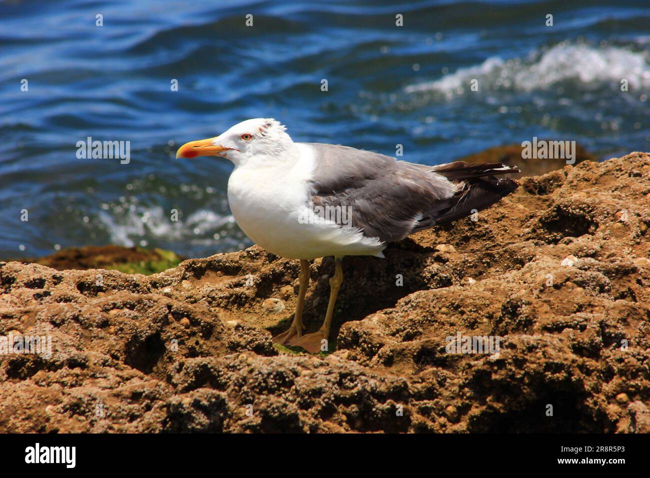 Gabbiano sulla spiaggia di Essaouira, Marocco Foto Stock