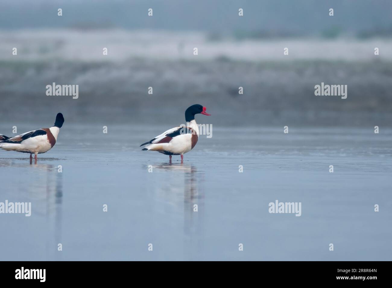 L'anatra comune (Tadorna tadorna), una specie di uccelli acquatici, osservata a Gajoldaba nel Bengala occidentale, in India Foto Stock